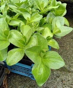 Broad bean plants