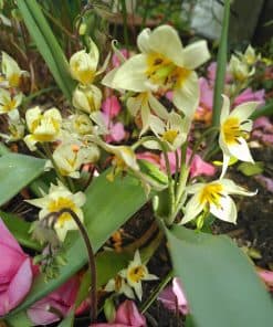 Epimedium sulphureum - 1 litre