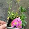 Erigeron Sea Breeze - 2 litre