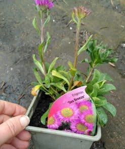 Erigeron Sea Breeze - 2 litre