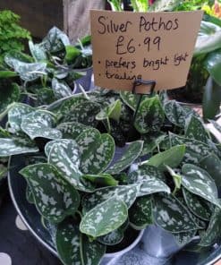 Silver Pothos
