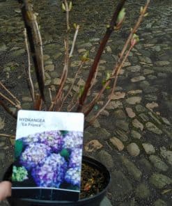 Hydrangea mac. La France - 3 litre