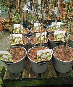 Magnolia soulangea Susan