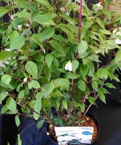 Philadelphus Belle Etoile