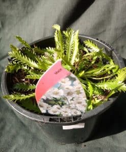 Achillea ageratum - Mace - 2 Litre