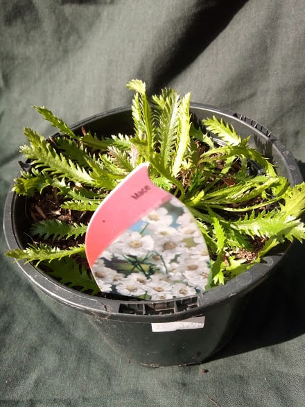 Achillea ageratum - Mace - 2 Litre