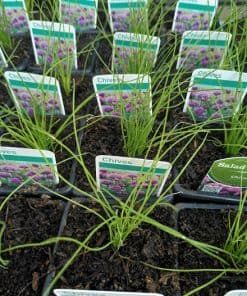 Chives herb