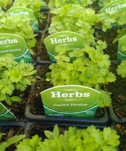 Curled Parsley herb