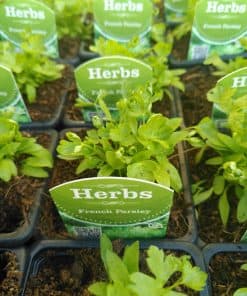 French Parsley herb