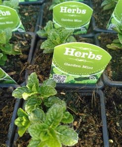 Garden Mint herb - 1 litre
