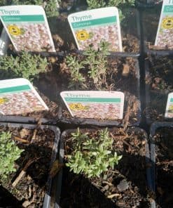 Common Thyme herb