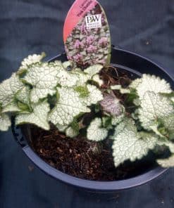 Lamium Pink Chablis - 1 litre