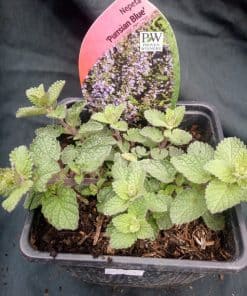 Nepeta Purrsian Blue - 2 litre