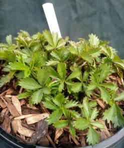 Potentilla tonguei - 2 litre