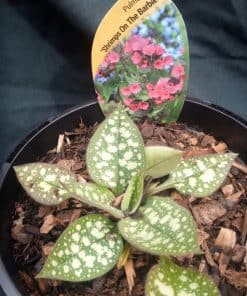 Pulmonaria Shrimps on the Barbie - 2 litre