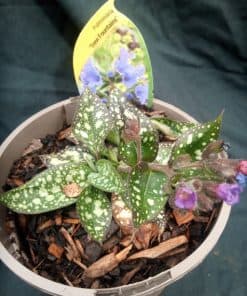 Pulmonaria Trevi Fountains - 2 litre