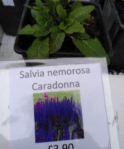 Salvia nemorosa Caradonna 2 litre