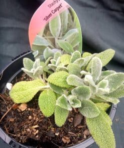 Stachys byzantine Silver Carpet - 2 litre