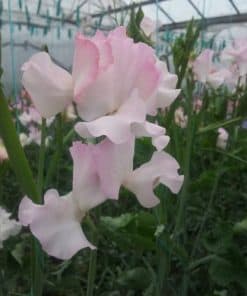 Sweet Pea - Anniversary