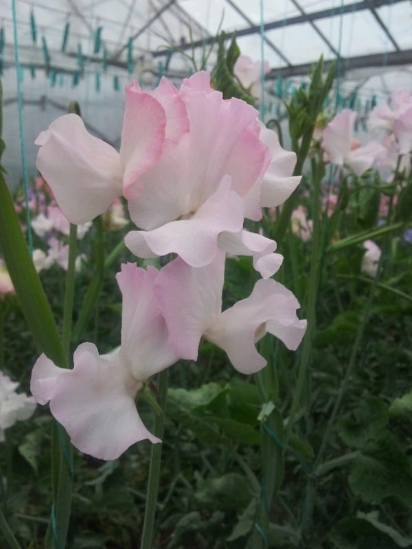 Sweet Pea - Anniversary