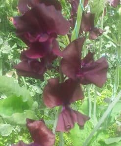 Sweet Pea - Burnished Bronze