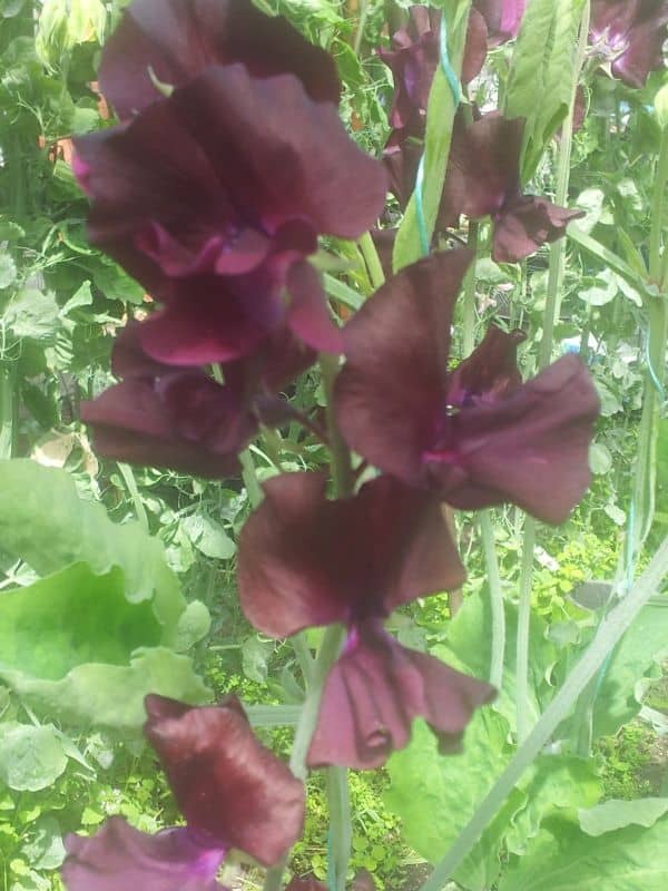 Sweet Pea - Burnished Bronze