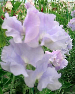 Sweet Pea - Summer Sky