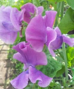 Sweet Pea - Marion