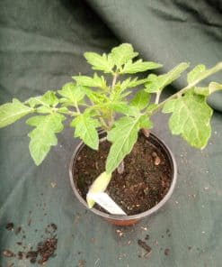 Tomato Gardeners Delight