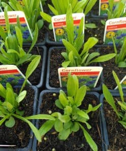 Cornflower