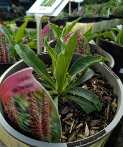Digitalis parviflora Milk Chocolate - 2 litre