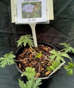 Geranium pratense Else Lacey -2 litre