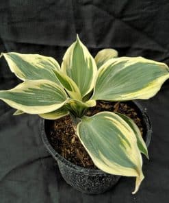 Hosta Blue Ivory