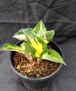 Hosta Touch of Class