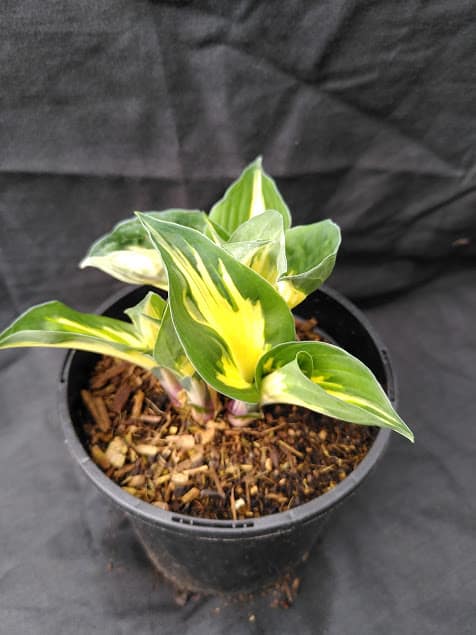 Hosta Touch of Class
