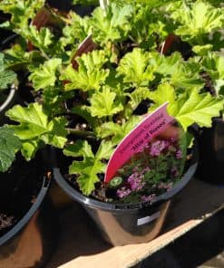 Pelargonium Attar of Roses - 1 litre