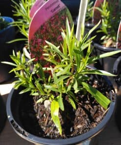 Penstemon Garnet - 1 litre