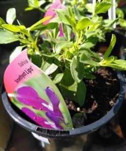 Salvia greggii Amethyst Lips - 2 litre