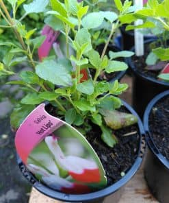 Salvia microphylla Hot Lips - 2 litre