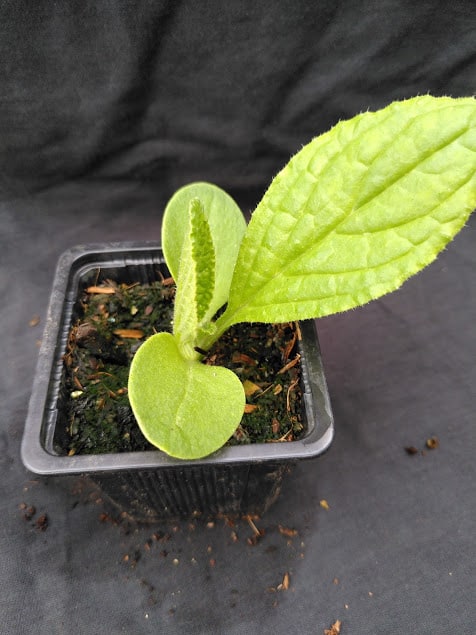 Wildflower Borage