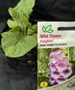 Wildflower - foxglove