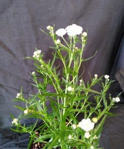 Achillea ptarmica Ballerina - 2 litre