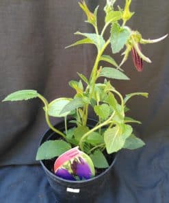 Campanula punctata Sarastro - 2 litre