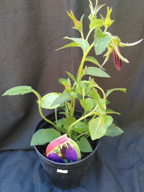 Campanula punctata Sarastro - 2 litre