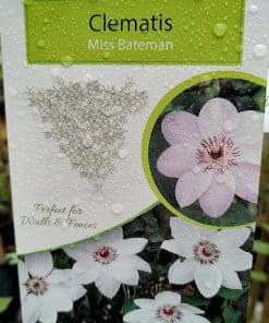 Clematis Miss Bateman