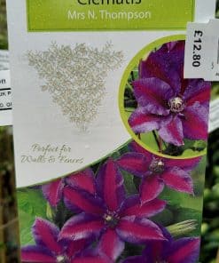 Clematis Mrs N Thompson