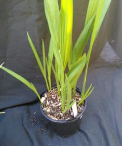 Crocosmia Lucifer - 1 litre