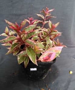 Fuchsia Sunray - 2 litre