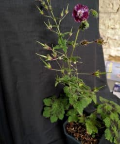 Geranium phaeum - 2 litre