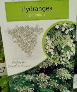 Hydrangea petiolaris